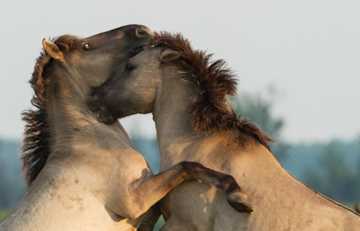 A group of people and horses interacting gently in an open natural setting.