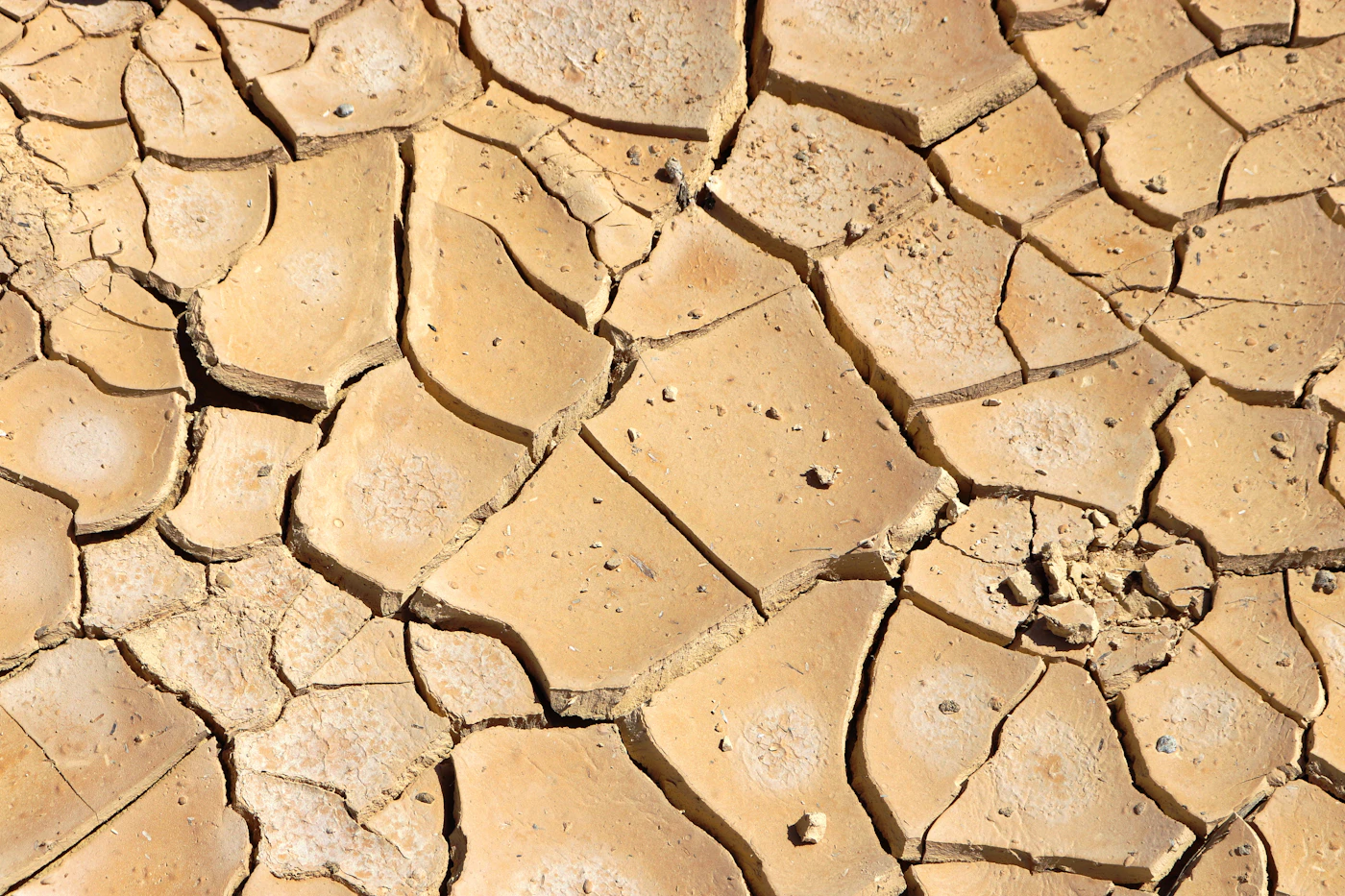 Sol agricole craquelé par la sécheresse : les DDT expertisent les parcelles touchées pour fixer le taux de perte de récoltes
