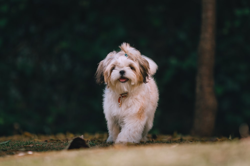 brown and white dog