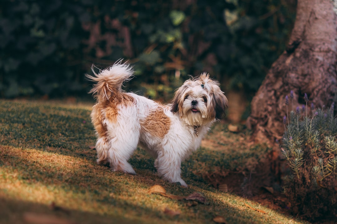 white and brown dog