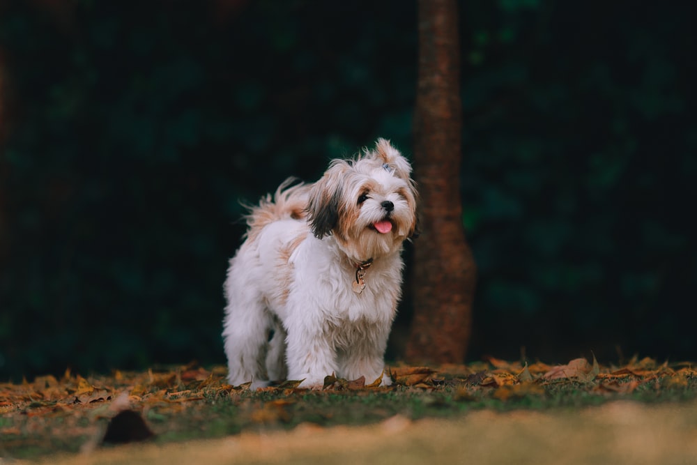 잔디밭에 흰색과 갈색 shih tzu