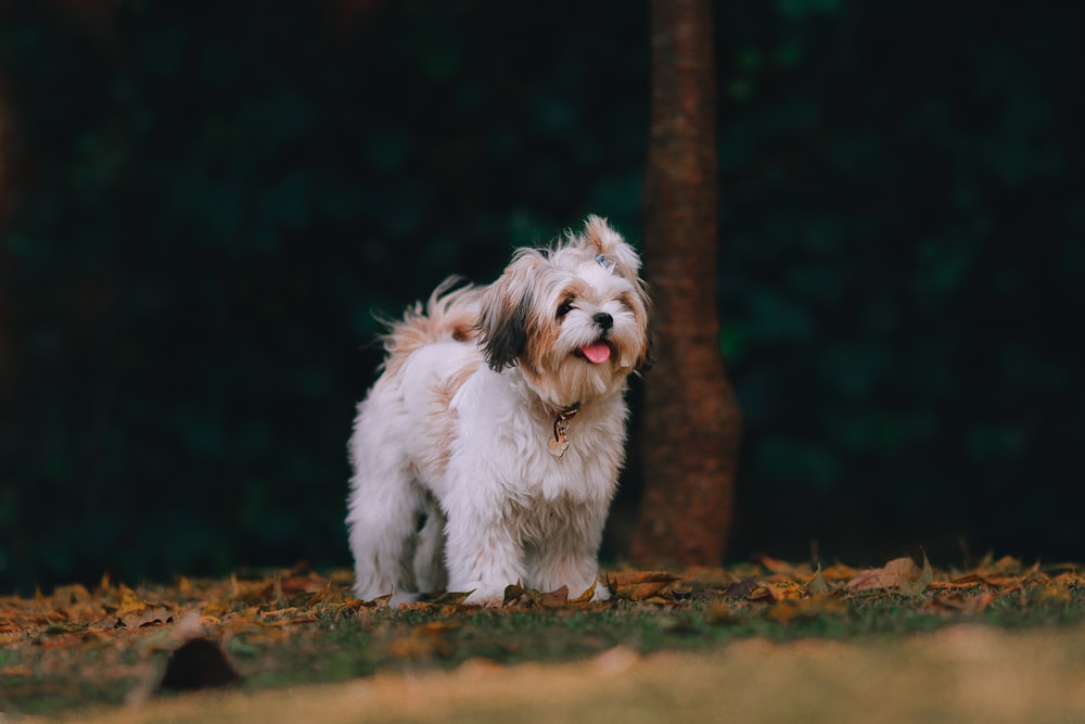 white and brown shih tzu on grass field