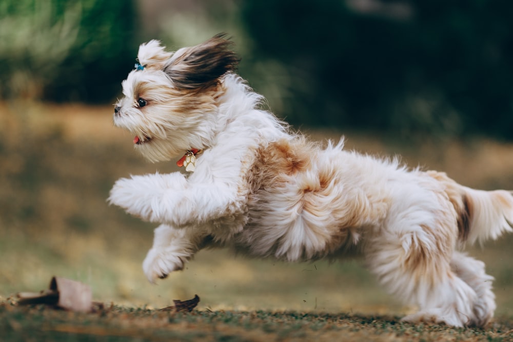 shih tzu running on grass field