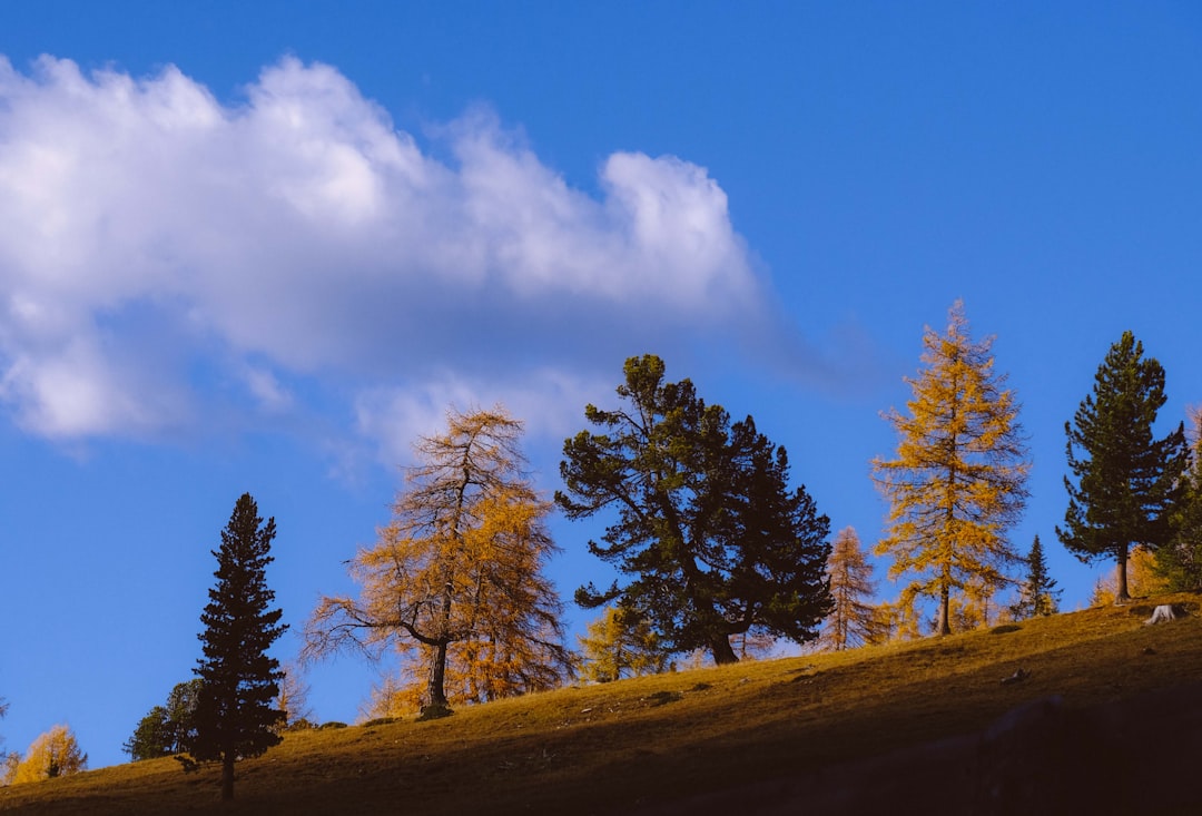 pine trees on hill under blue sky