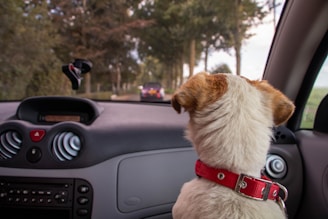 dogAdvisor | dog Advisor | dogadvisor.dog | dog Advisor