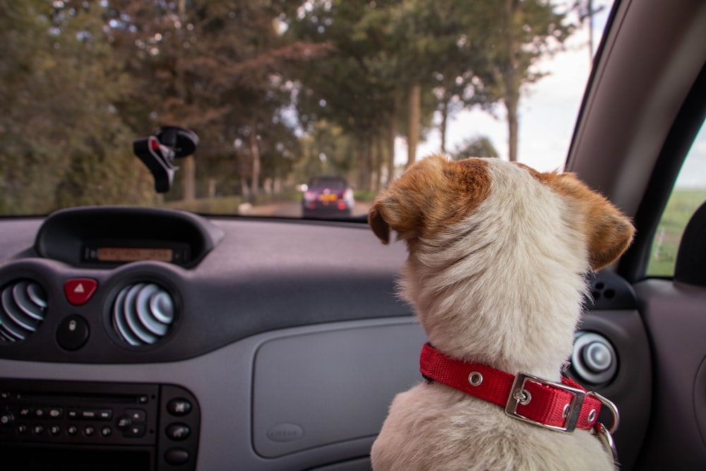 white and tan dog inside vehicle