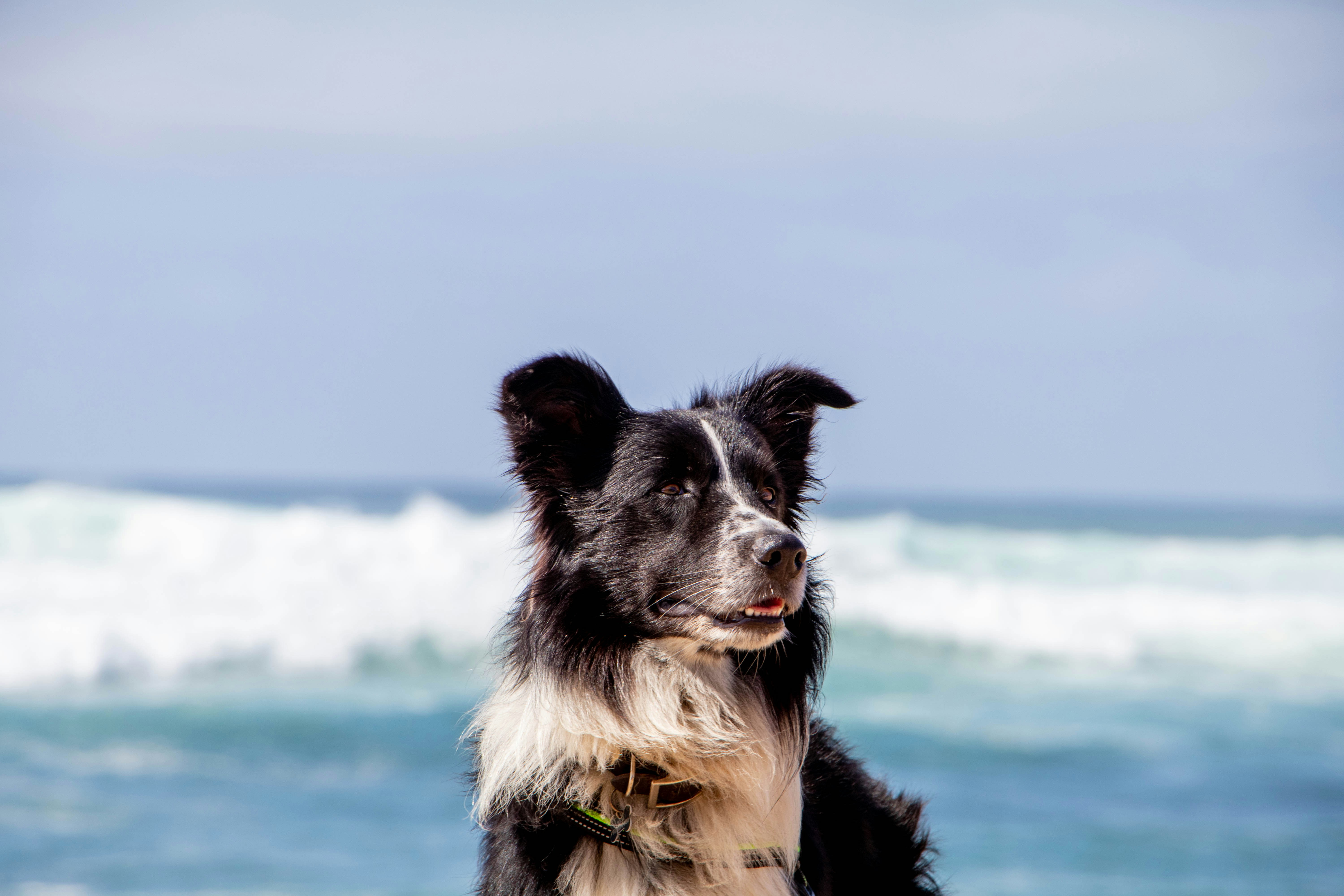 selective focus photo of white and black dog on beach, 
