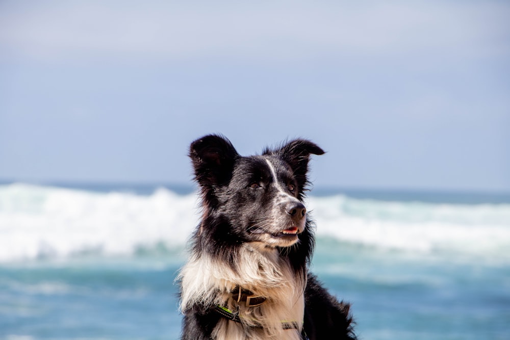 selective focus photo of white and black dog on beach