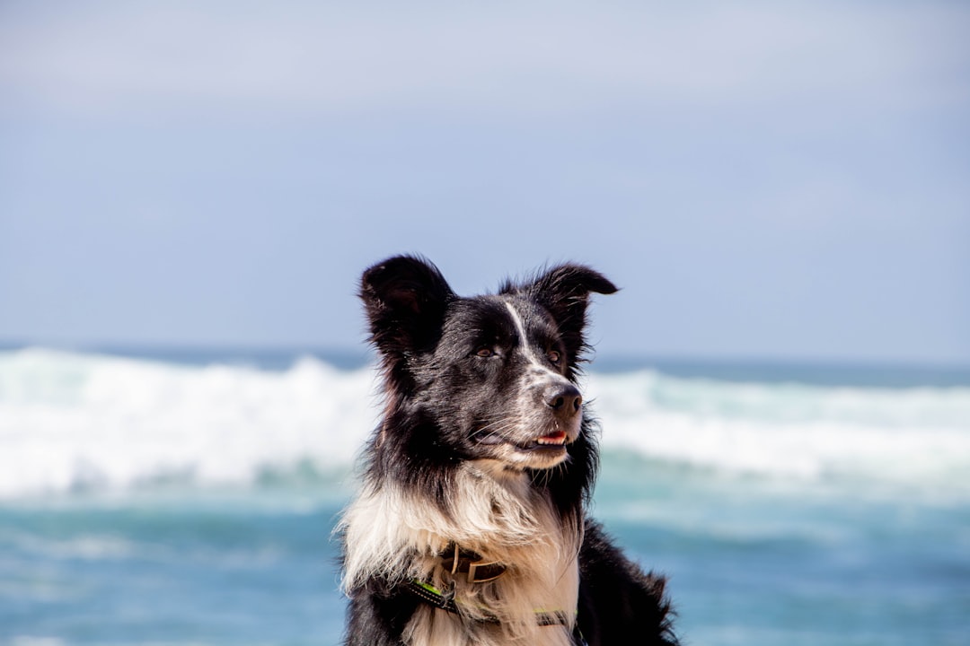 Fetching Fun: 31 Dog-Friendly Beaches For You And Your Pooch To Enj… — Fetching Fun