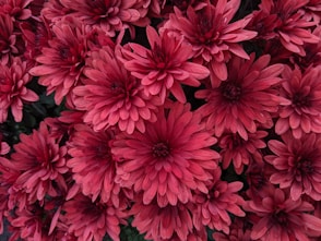 a close up of a bunch of red flowers