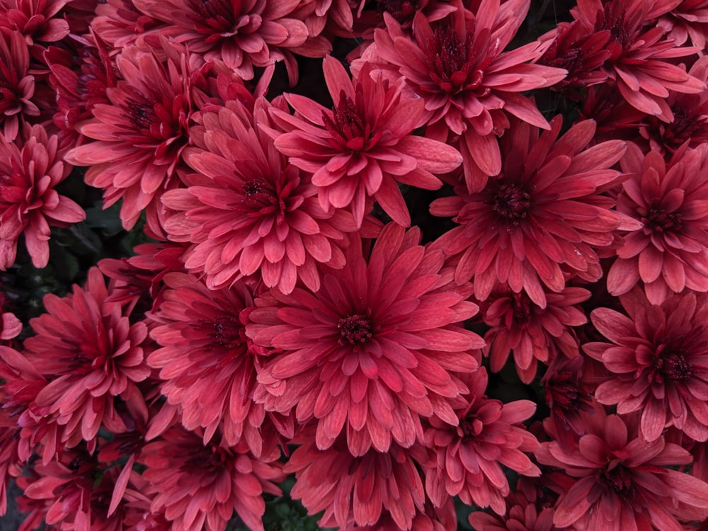 a close up of a bunch of red flowers