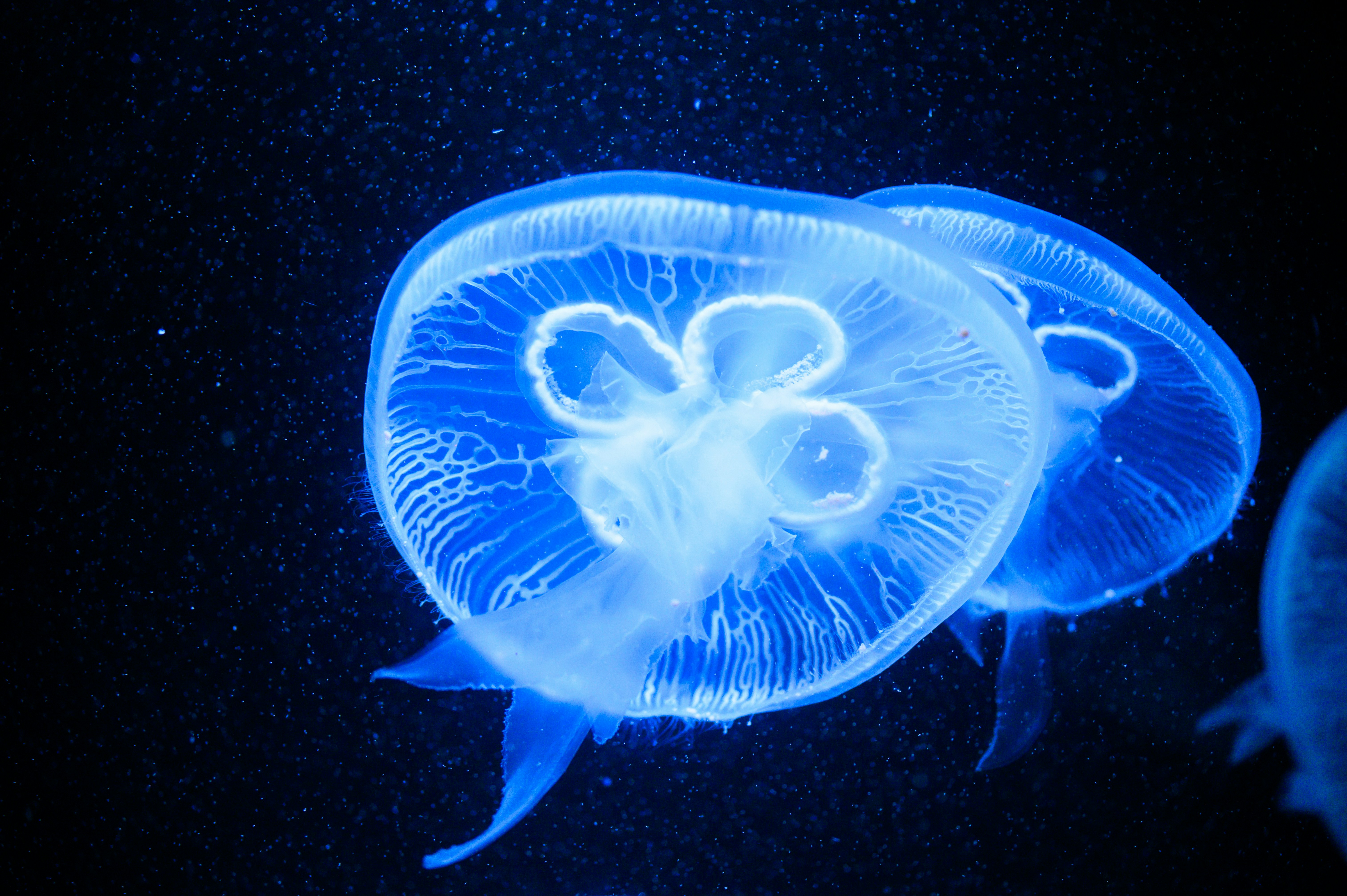 Glow In The Dark Blue Jelly Fish Photo Free Blue Image On Unsplash