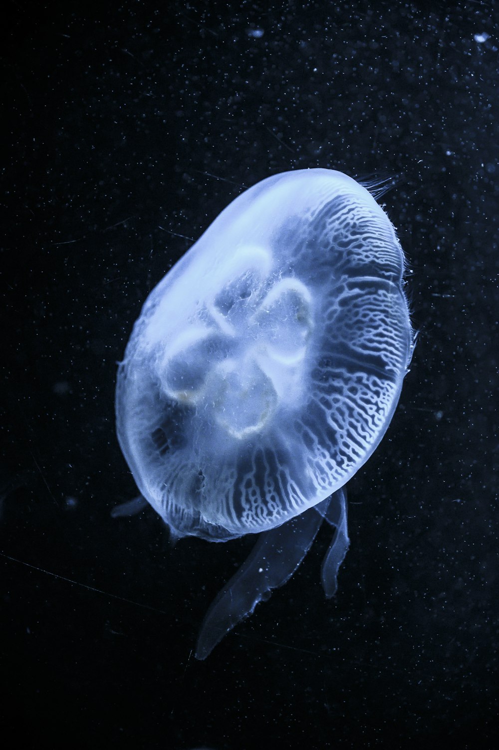 white jellyfish