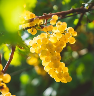 yellow grapes fruits