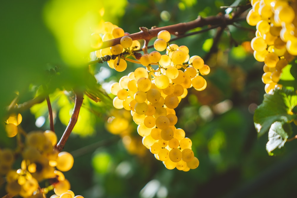 黄色いブドウの果物