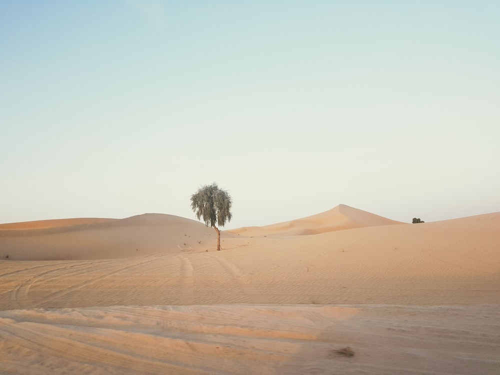 tree on desert