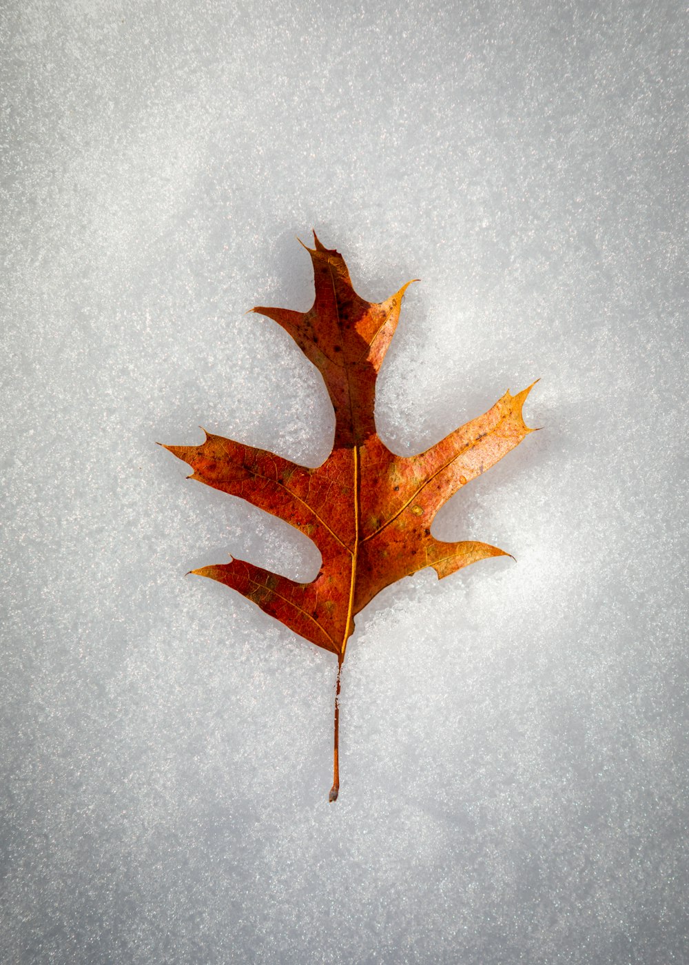 feuille de chêne orange