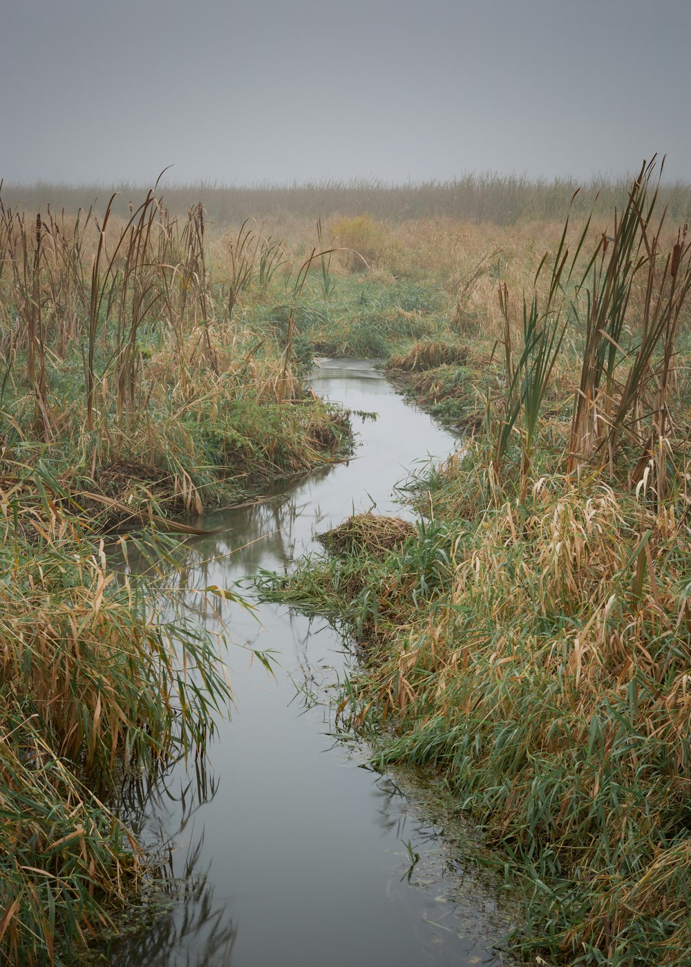 grünes und braunes Gras