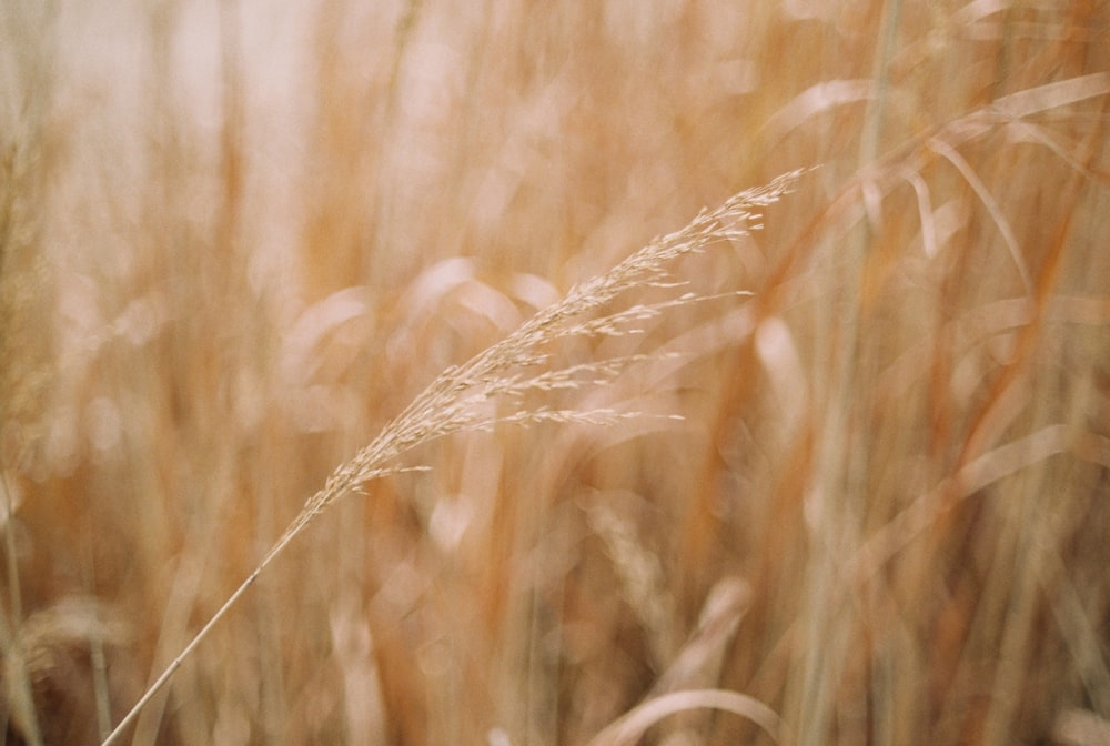 brown grass