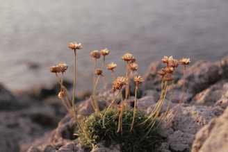 A cluster of Abyss Bloom flowers spreading elegantly across a rocky seashore in the golden light of sunset.