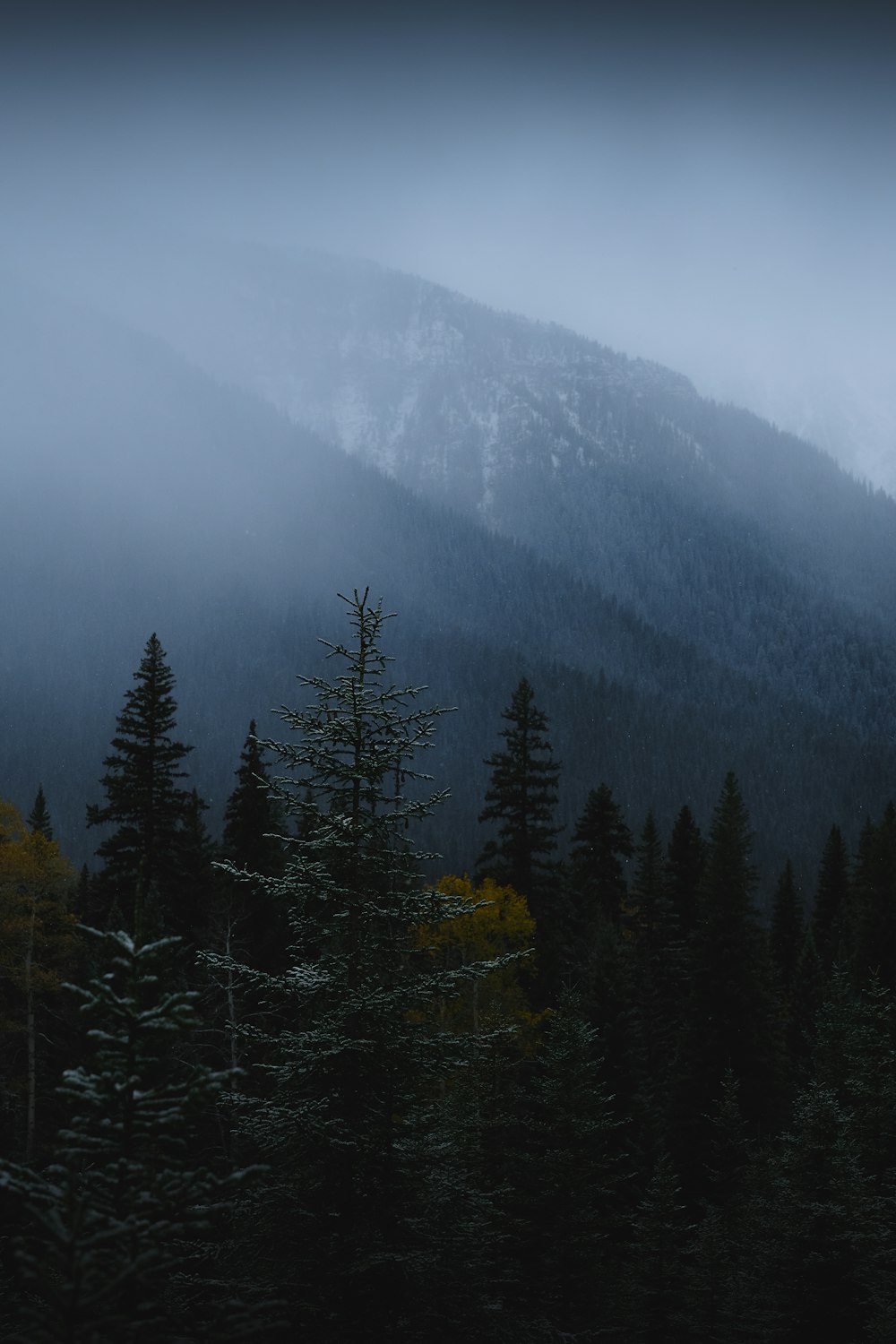 tall trees on mountain