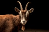 A goat with prominent curved horns stands against a black background, looking directly at the camera with a calm demeanor. Its fur is a mix of dark and lighter brown, with a distinctive beard under its chin.