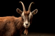 A goat with prominent curved horns stands against a black background, looking directly at the camera with a calm demeanor. Its fur is a mix of dark and lighter brown, with a distinctive beard under its chin.