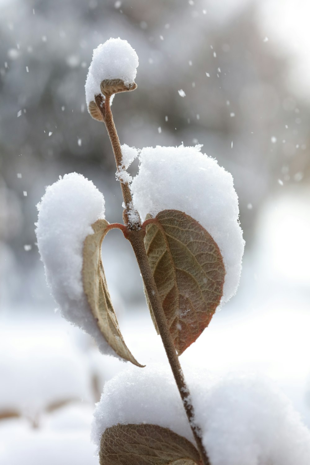 macro photography of green leaf plant covered with snow