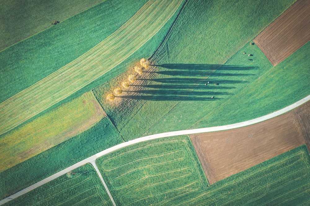 a group of trees casting long shadows on a green field