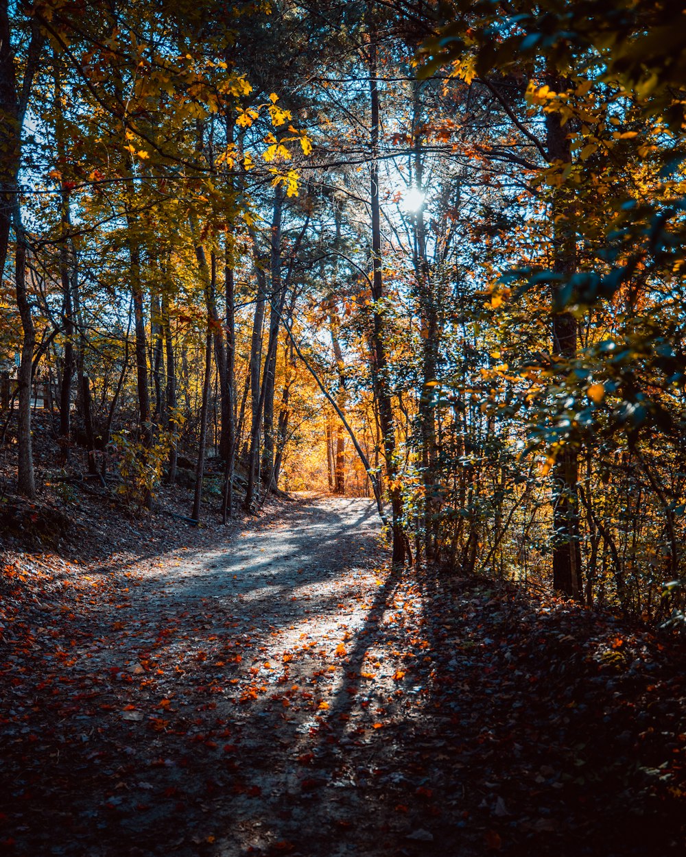 Sole che penetra tra gli alberi