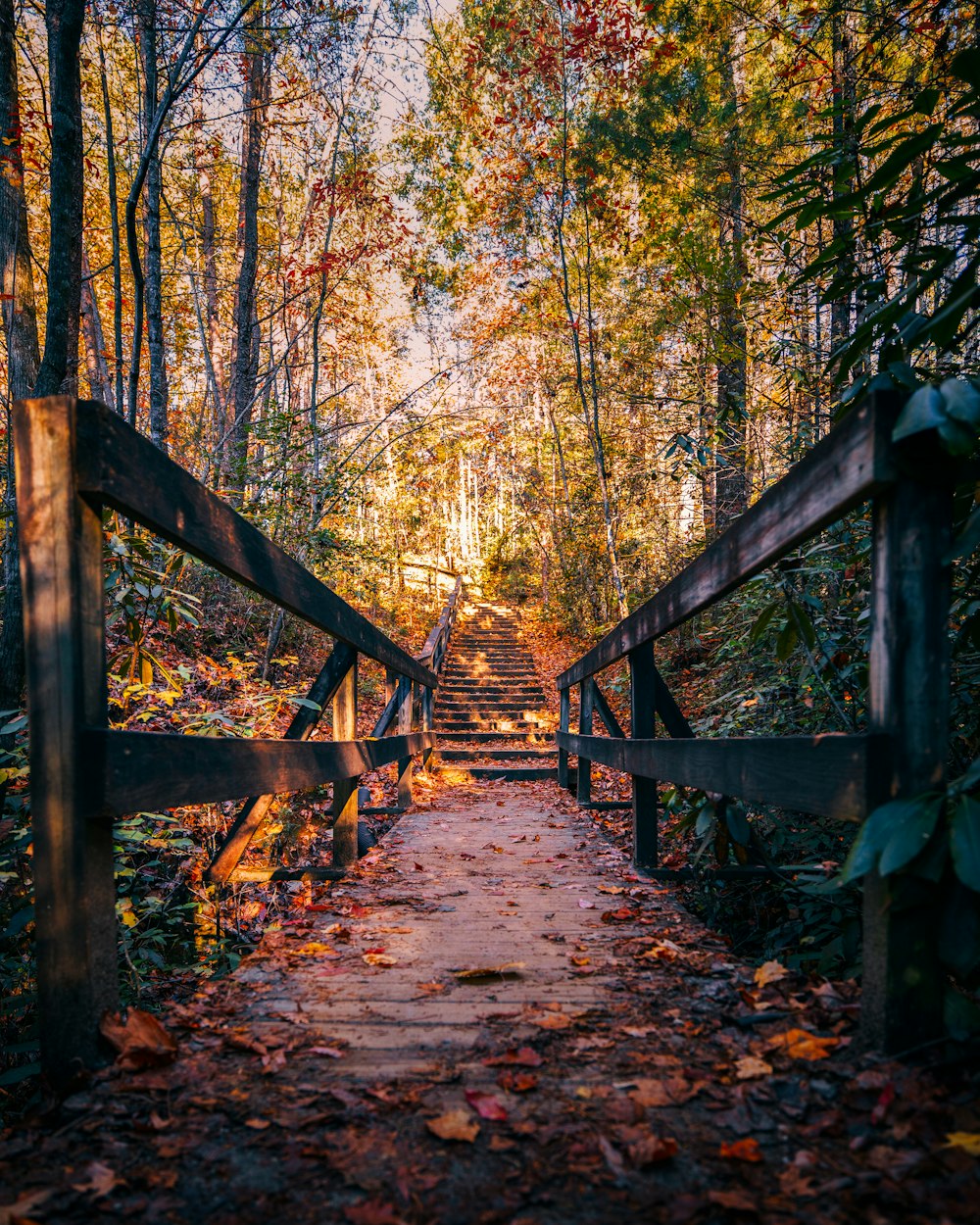 dried leaves on bridge