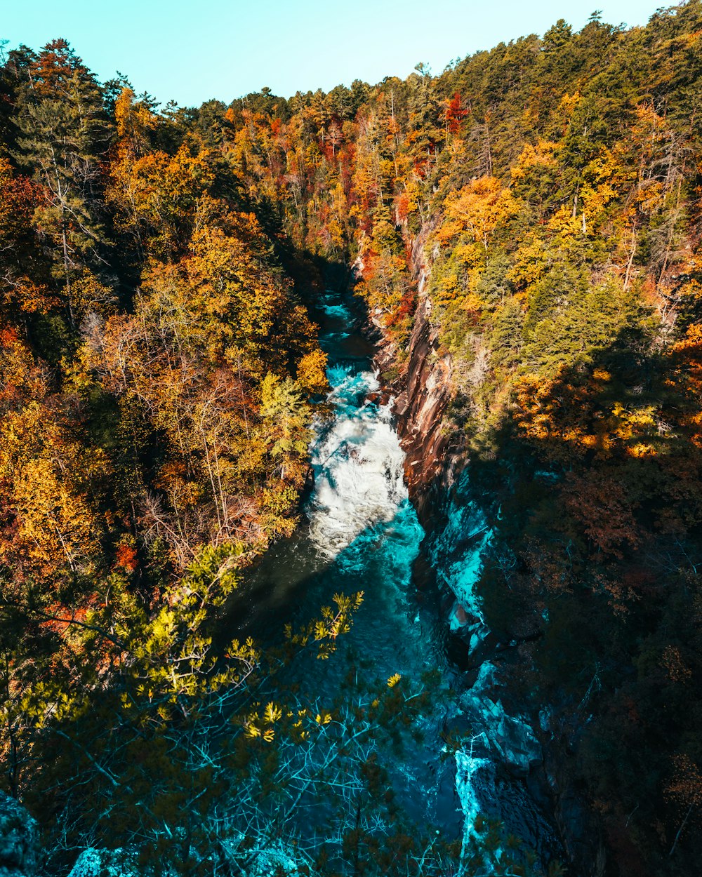 yellow and green pine trees near river