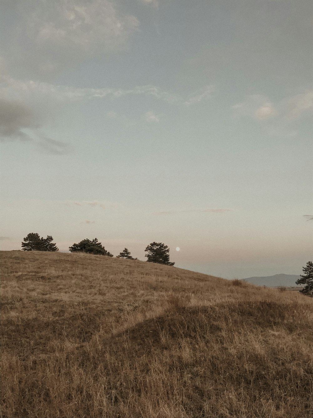 brown grasses during daytime