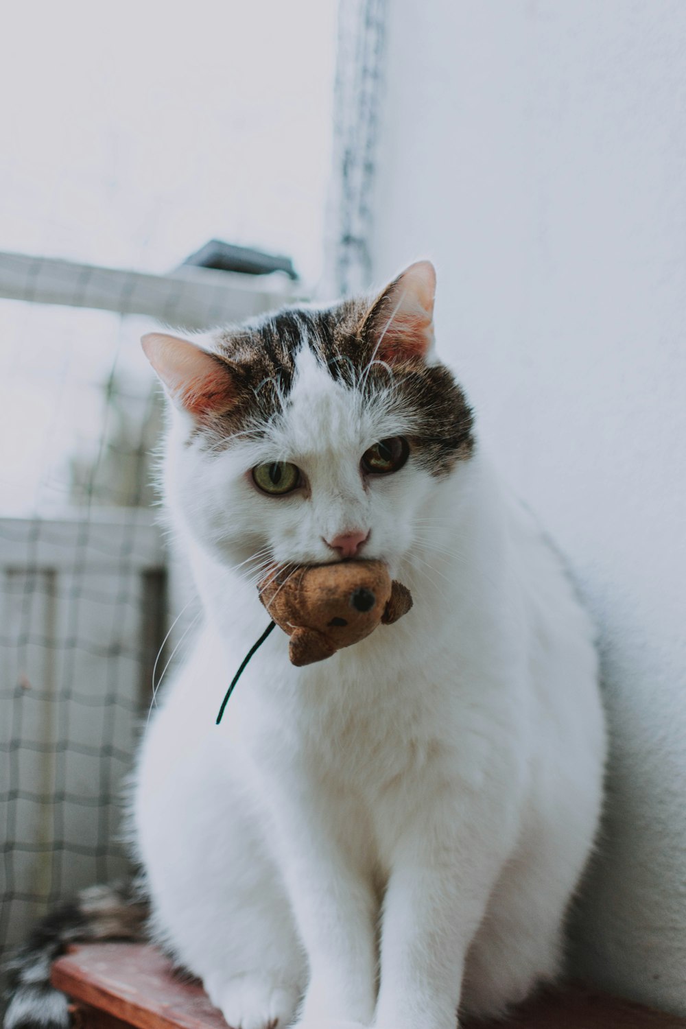 cat biting toy mouse