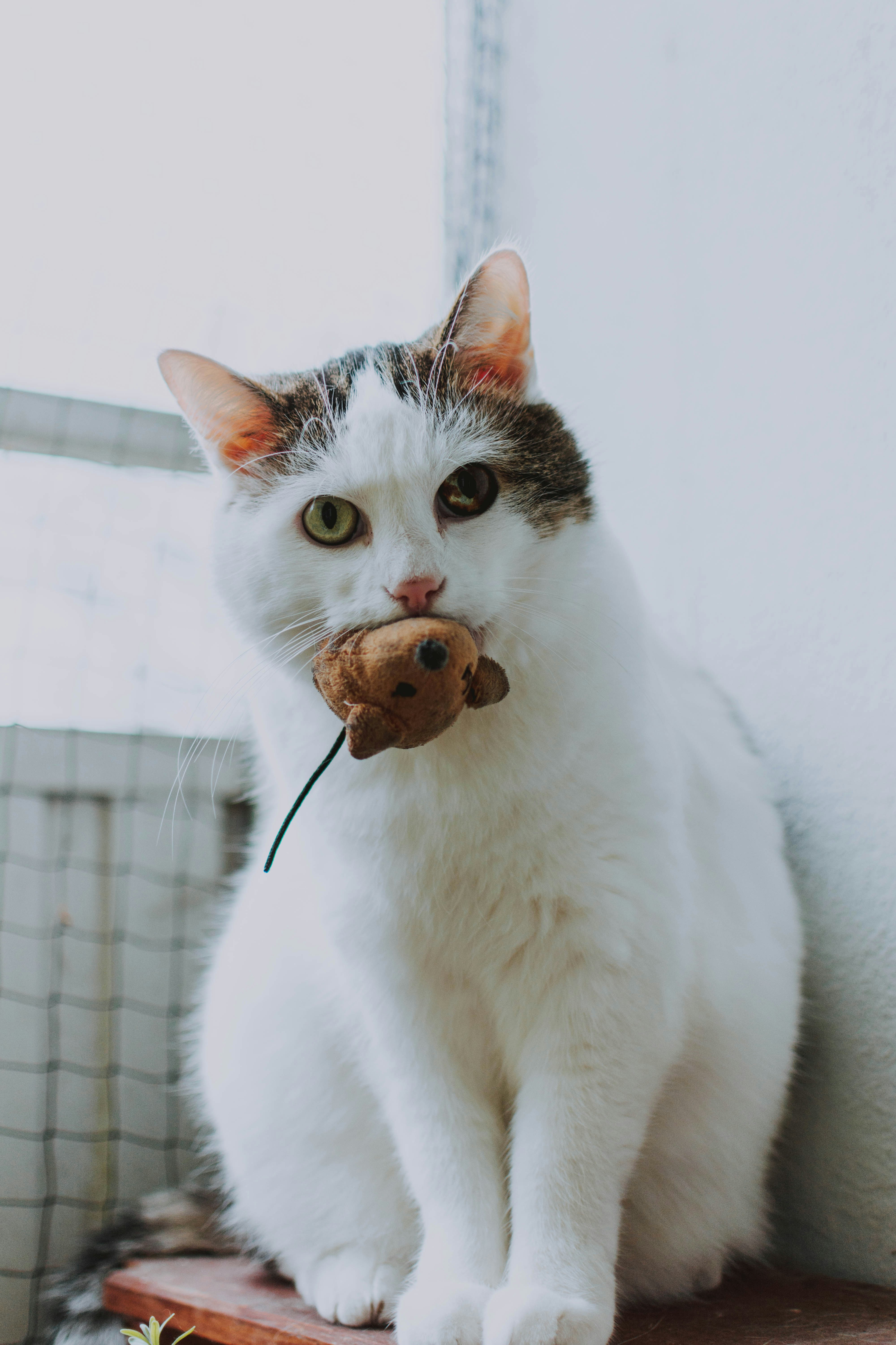 Gato mordiendo un juguete de ratón