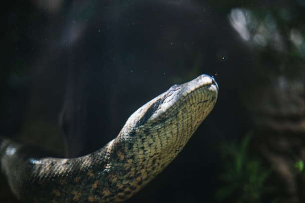 Close-up of the luxurious python snakeskin texture.