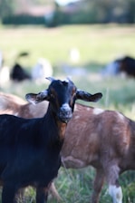 A black goat with slightly curved horns stands prominently in the foreground, surrounded by several other goats grazing in a green pasture. The focus is on the black goat, giving a shallow depth of field effect. The background is softly blurred, with more goats and grassy fields extending into the distance.