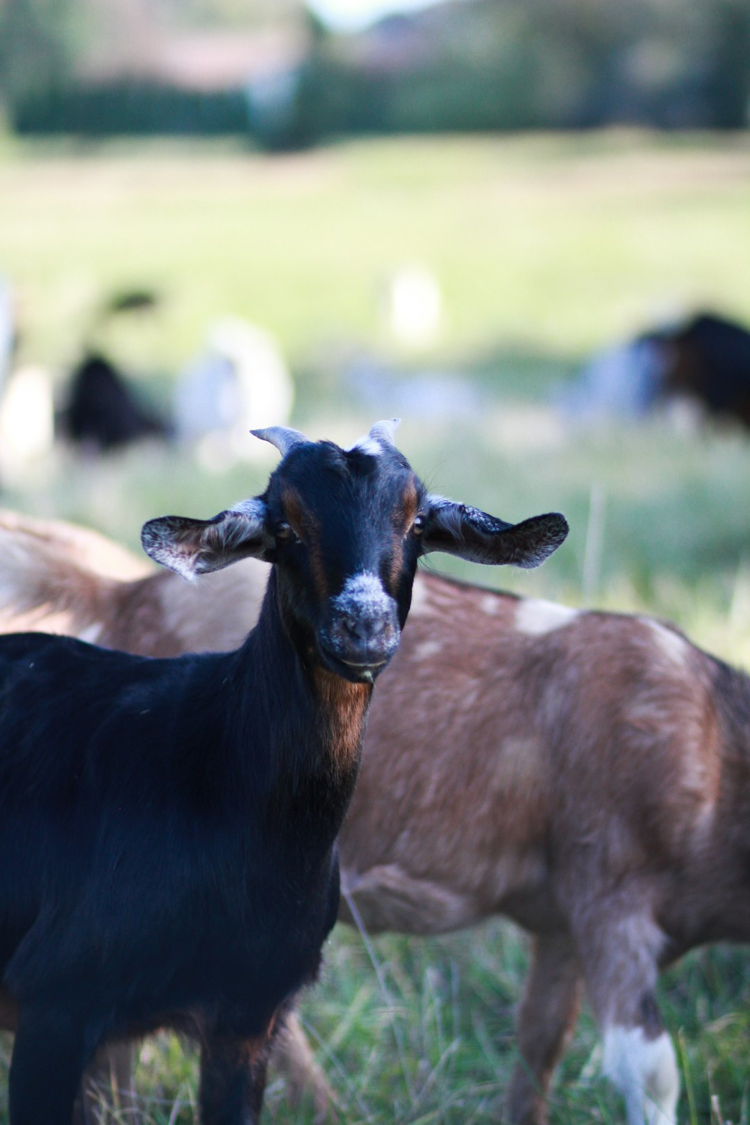 black goat on grass field