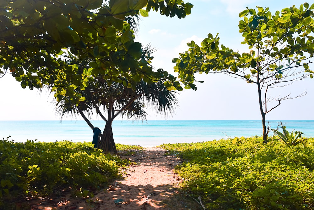 dirt pathway between plants near sea