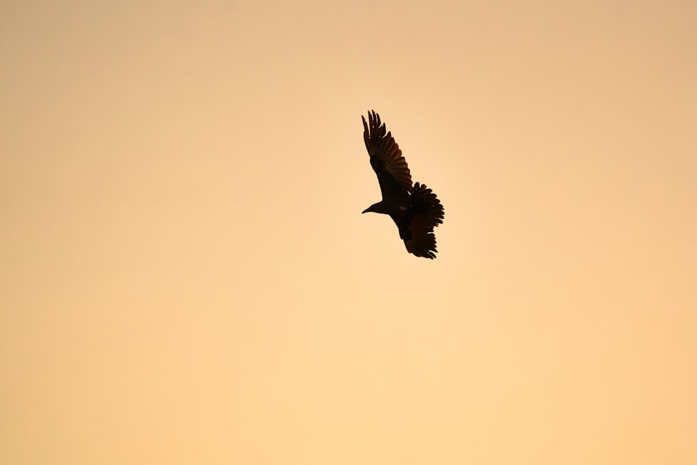 black hawk soaring