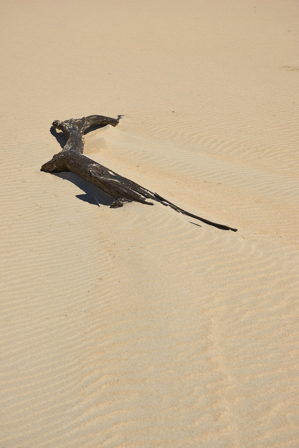 driftwood on sand