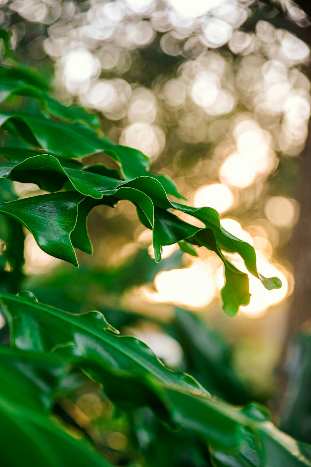 green leaf plant