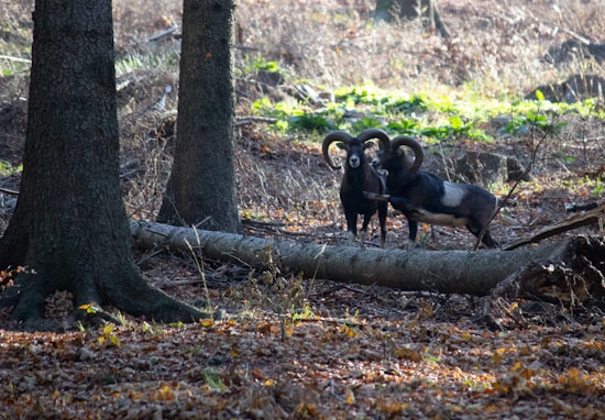 Two rams with large curved horns stand close together in a forest setting. The ground is covered with fallen leaves, and several large trees surround them. Sunlight filters through the trees, illuminating patches of greenery and highlighting the intricate texture of their fur.