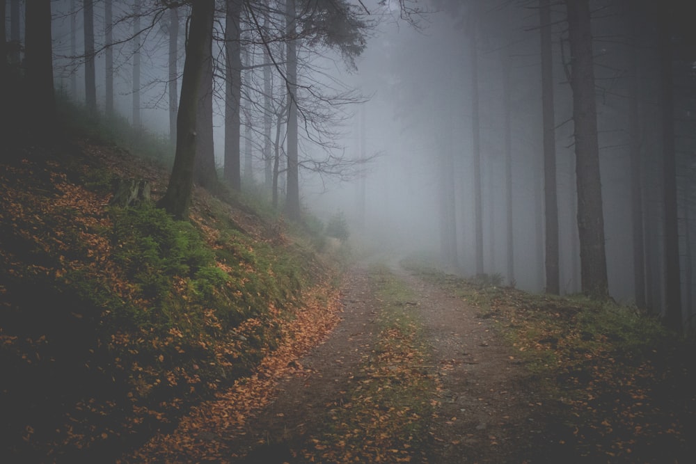 a path in the middle of a foggy forest