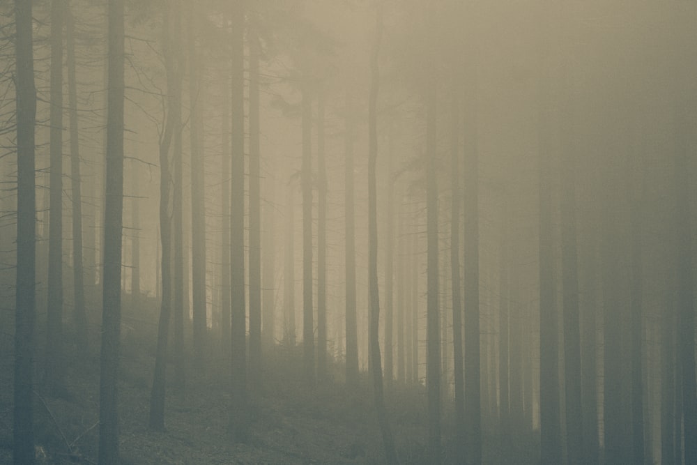 leafless trees during foggy weather