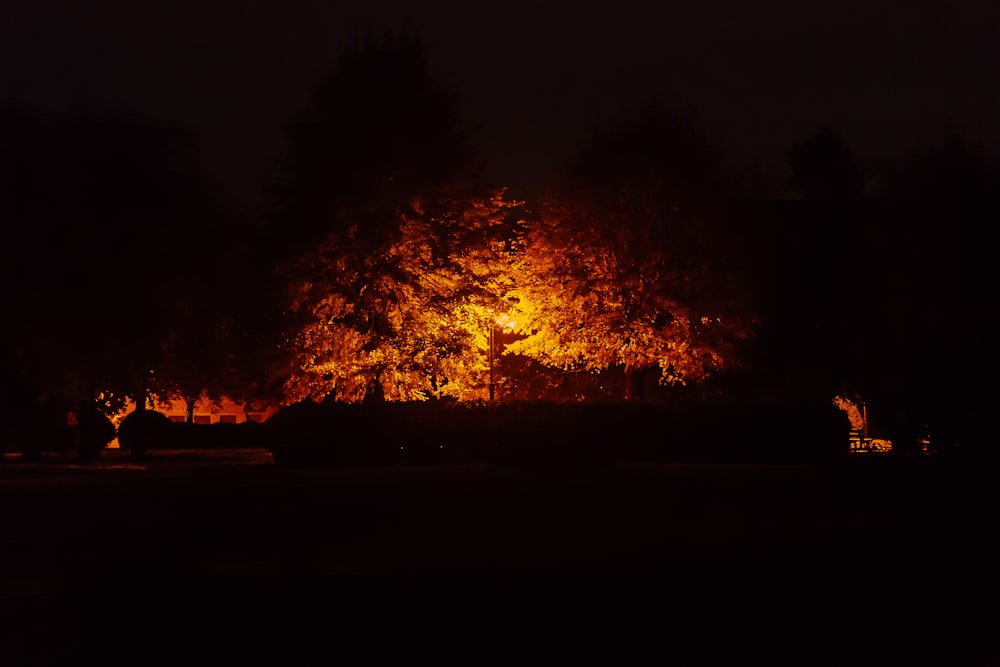 lights under tree at night