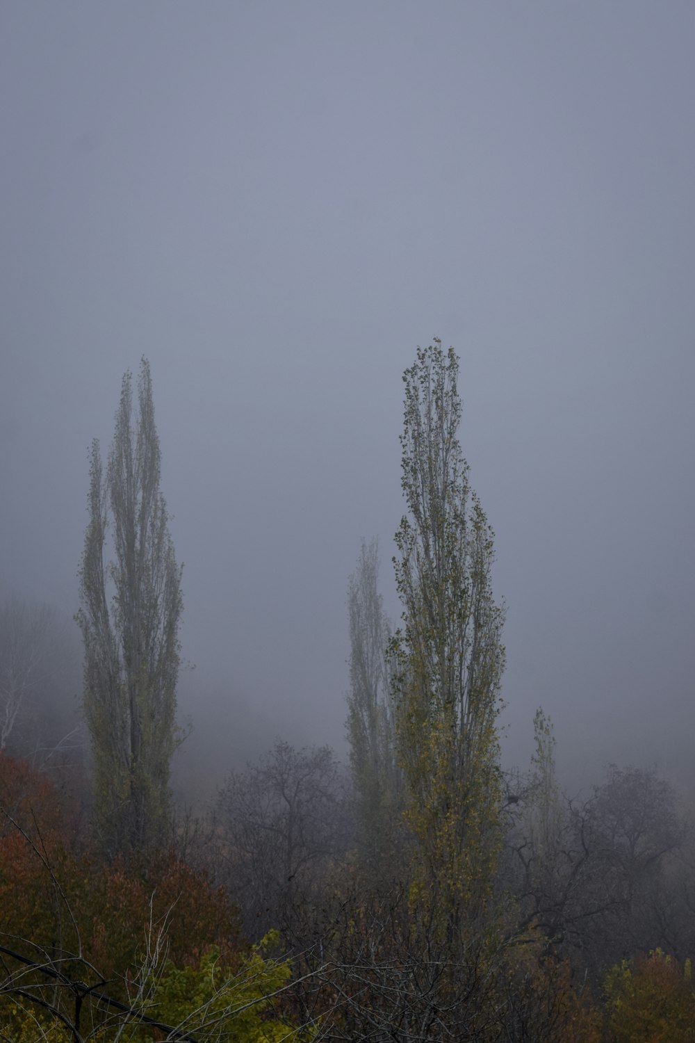 plantas de hojas verdes rodeadas de niebla