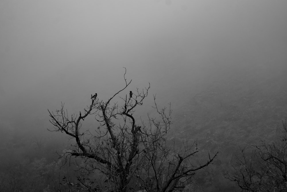 Foto en escala de grises de un árbol desnudo