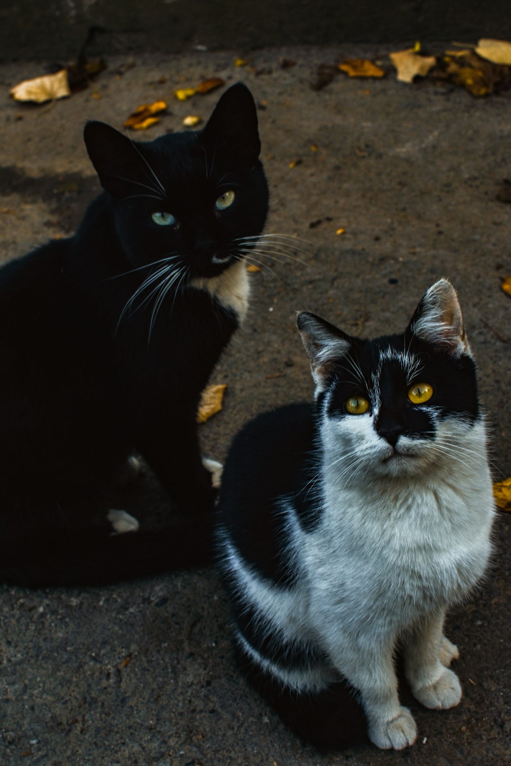 black and white cats