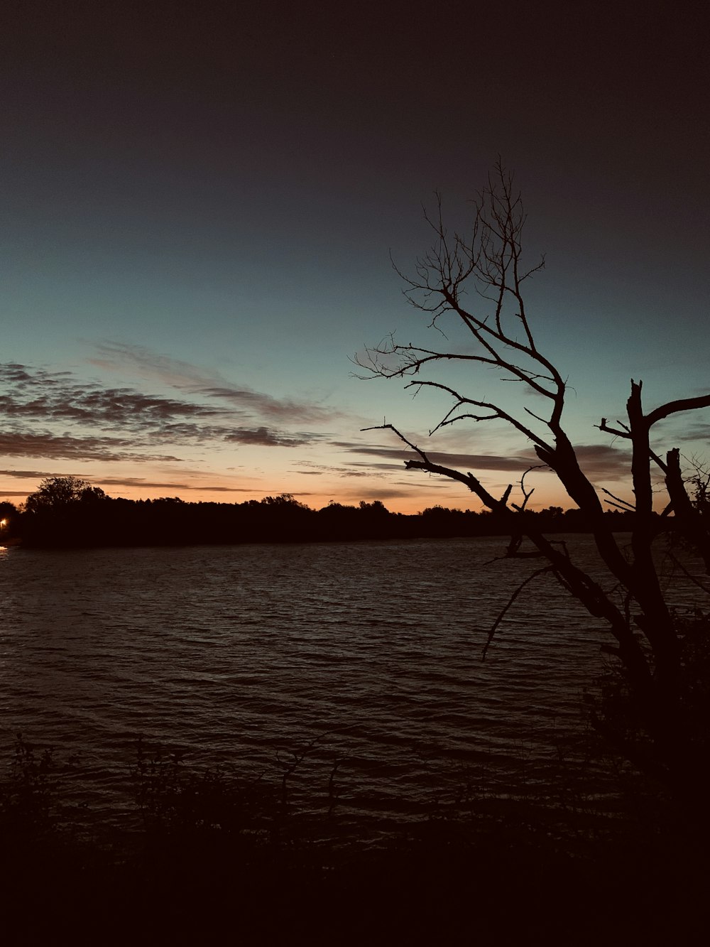 silhouette photography of bare tree during golden hour